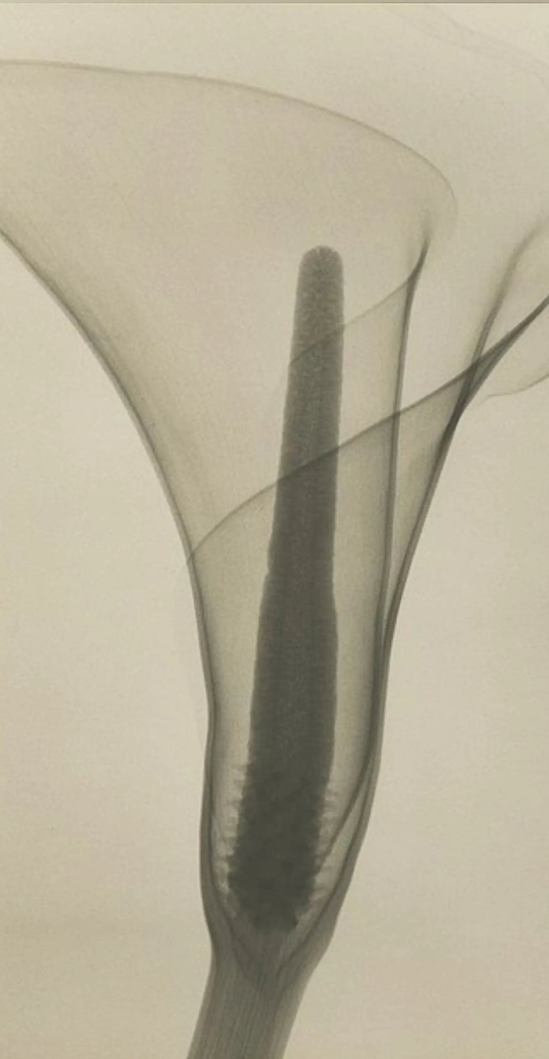 Radiografía de una flor de alcatraz como inspiración del diseño